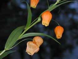 ʹ���������������һƬ��ڵ�ԭ��